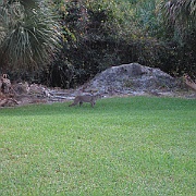 Picture 001